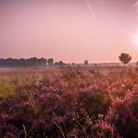 Beautiful Near Forest *