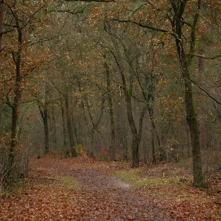 Beautiful Near Forest *