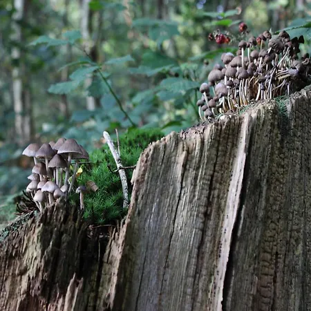 Tatil Evi In Veluwe Peaceful Retreat *