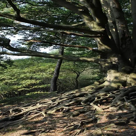 In Veluwe Peaceful Retreat Tatil Evi